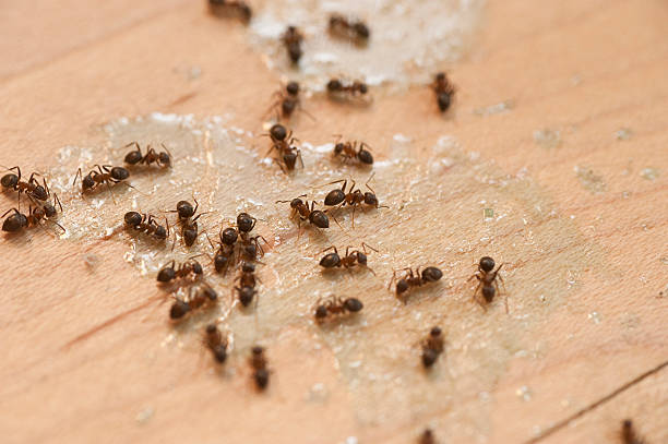 Flea Control Services in Keyes, CA